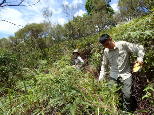 來自昆蟲生物多樣性和生物地理學實驗室的羅羽螢女士和王柳巍先生在灌木叢中重新搜集螞蟻樣本。(圖片提供：港大生物科學學院昆蟲生物多樣性與生物地理學實驗室)


 